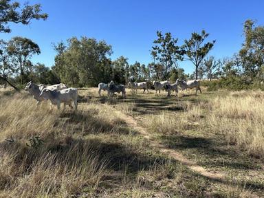 Cunningham Road, Alton Downs QLD 4702