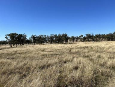 Farm For Sale - QLD - Alton Downs - 4702 - 1,400 ACRE ALTON DOWNS CATTLE PROPERTY  (Image 2)