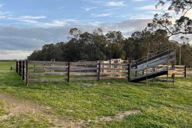 Farm For Sale - WA - Narrikup - 6326 - Good Block Here!  (Image 2)