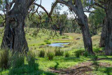 Farm For Sale - NSW - Narrabri - 2390 - Quality Grazing $18750/Cow area  (Image 2)