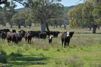 Farm For Sale - NSW - Narrabri - 2390 - Quality Grazing with ample grazing  (Image 2)