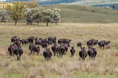 Farm For Sale - NSW - Narrabri - 2390 - Quality Grazing $18750/Cow area  (Image 2)