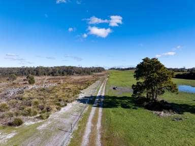 Farm For Sale - TAS - Bridport - 7262 - For Sale: Ex-Plantation Block  (Image 2)