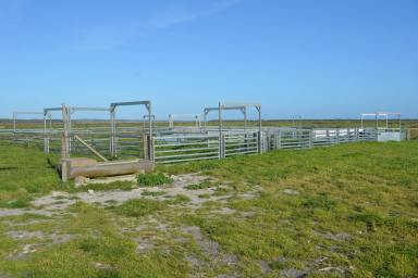 Farm For Sale - SA - Robe - 5276 - Reliable rainfall grazing property  (Image 2)