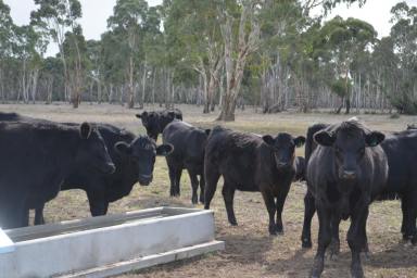 Farm For Sale - VIC - Edenhope - 3318 - Ryan's 
'Ideal stand alone property'  (Image 2)