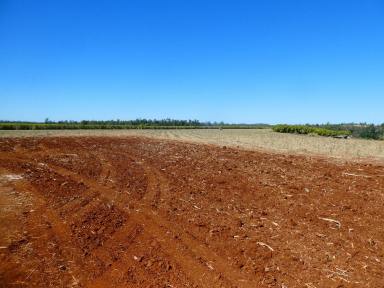 Farm For Sale - QLD - North Isis - 4660 - CANE FARM (RED & GREY SOIL)  (Image 2)