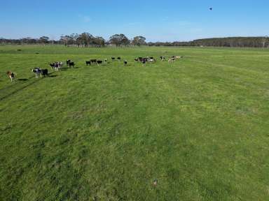 Farm Sold - VIC - Carpendeit - 3260 - QUALITY COBDEN DISTRICT PROPERTY  (Image 2)