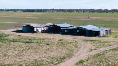 Farm Auction - NSW - Moree - 2400 - Reliable Rainfall  (Image 2)