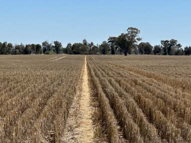 Farm For Sale - NSW - Yerong Creek - 2642 - Yerong Creek Cropping & Grazing - Early Access Available.  (Image 2)