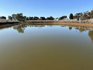 Farm For Sale - NSW - Yerong Creek - 2642 - Yerong Creek Cropping & Grazing  (Image 2)