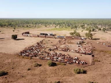 Farm Expressions of Interest - NT - Birdum - 0852 - Vermelha Station | 203,900 hectares and circa 15,000 cattle included  (Image 2)