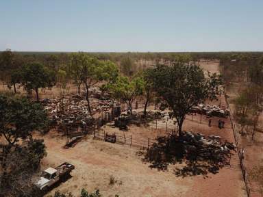 Farm Expressions of Interest - NT - Birdum - 0852 - Vermelha Station | 203,900 hectares and circa 15,000 cattle included  (Image 2)