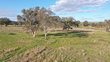 Farm For Sale - NSW - Tamworth - 2340 - LIFESTYLE & LOCATION WITH SPACE  (Image 2)