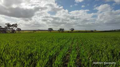 Farm For Sale - WA - Burracoppin - 6421 - "Browns", Burracoppin  (Image 2)