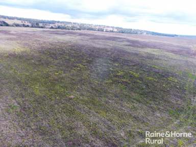 Farm For Sale - QLD - Haly Creek - 4610 - 267 Acres Irrigatable River Flats.  (Image 2)