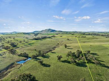 Farm For Sale - NSW - Binalong - 2584 - Blue Ribbon Location – Garryowen Road Binalong  (Image 2)