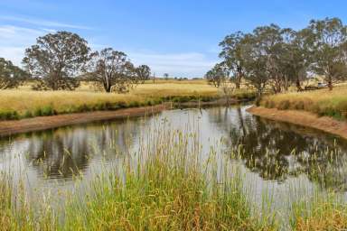 Farm For Sale - NSW - Binalong - 2584 - REDUCED PRICE - Blue Ribbon Location – Garryowen Road Binalong  (Image 2)