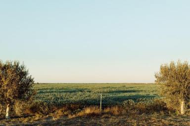 Farm Auction - NSW - Moree - 2400 - The Long Yard, Moree  (Image 2)