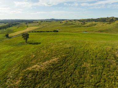 Farm Auction - NSW - Tarcutta - 2652 - Hillside - Versatile grazing property – Ideal for Cattle and Sheep.  (Image 2)