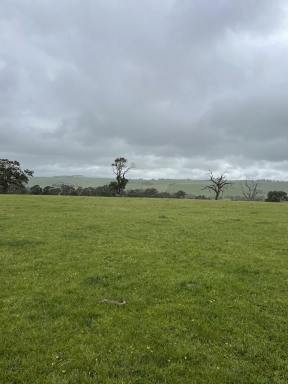 Farm For Sale - VIC - Henty - 3312 - Approximately 198 Acres, can be sold in two lots.  (Image 2)