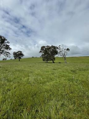 Farm For Sale - VIC - Henty - 3312 - Approximately 198 Acres, can be sold in two lots.  (Image 2)