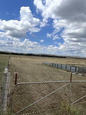 Farm For Sale - VIC - Henty - 3312 - 230 Acres approx. close to Casterton  (Image 2)