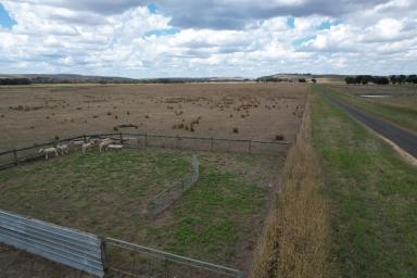 Farm For Sale - VIC - Henty - 3312 - 230 Acres approx. close to Casterton  (Image 2)