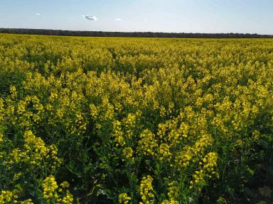 Farm For Sale - WA - Kadathinni - 6519 - LARGE SCALE DRYLAND CROPPING OPPORTUNITY  (Image 2)