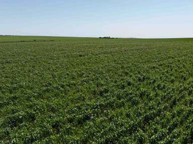 Farm For Sale - WA - Kadathinni - 6519 - LARGE SCALE DRYLAND CROPPING OPPORTUNITY  (Image 2)