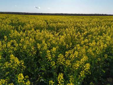 Farm For Sale - WA - Kadathinni - 6519 - LARGE SCALE DRYLAND CROPPING OPPORTUNITY  (Image 2)