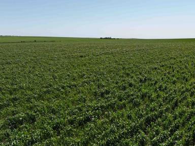 Farm For Sale - WA - Kadathinni - 6519 - LARGE SCALE DRYLAND CROPPING OPPORTUNITY  (Image 2)