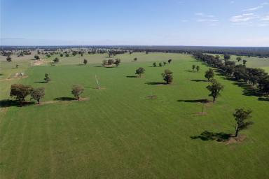 Farm For Sale - NSW - Wagga Wagga - 2650 - Prime Expansion Opportunity  (Image 2)