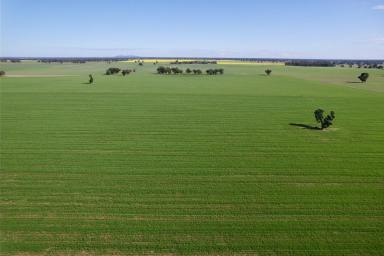 Farm For Sale - NSW - Wagga Wagga - 2650 - Prime Expansion Opportunity  (Image 2)