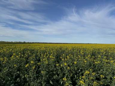 Farm Sold - VIC - Wood Wood - 3596 - Productive Cropping Country Wood Wood/Miralie District  (Image 2)