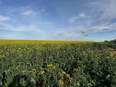 Farm Sold - VIC - Wood Wood - 3596 - Productive Cropping Country Wood Wood/Miralie District  (Image 2)