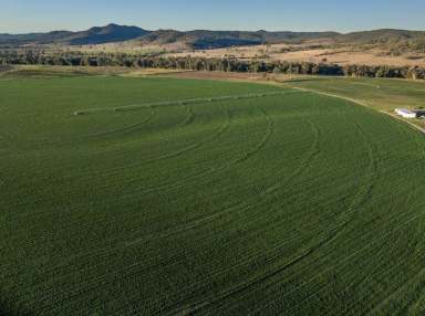 Farm Expressions of Interest - NSW - Bonshaw - 2361 - Irrigation Gem on the Dumaresq River  (Image 2)