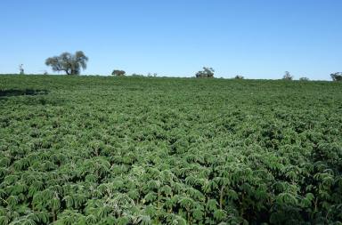 Farm Auction - NSW - Gulargambone - 2828 - Mayfield Property Auction - September 27th, 2024  (Image 2)