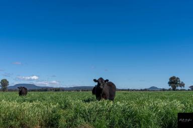 Farm For Sale - NSW - Gunnedah - 2380 - EXTREMELY RARE OPPORTUNITY!  (Image 2)