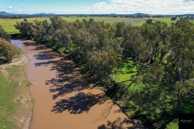 Farm For Sale - NSW - Gunnedah - 2380 - EXTREMELY RARE OPPORTUNITY!  (Image 2)