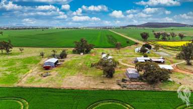 Farm For Sale - NSW - Gunnedah - 2380 - LOCATION + PRODUCTION + HOMESTEAD  (Image 2)