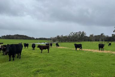 Farm For Sale - WA - Northcliffe - 6262 - 'Crowea Meadows' 56.7238 ha (approx. 140 Ac)*  (Image 2)