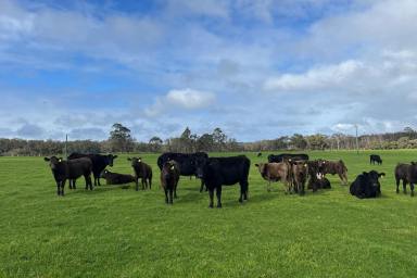 Farm For Sale - WA - Northcliffe - 6262 - 'Crowea Meadows' 56.7238 ha (approx. 140 Ac)*  (Image 2)