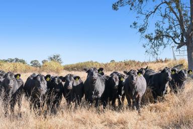 Farm Auction - QLD - Warra - 4411 - Central Downs Mixed Farming  (Image 2)