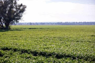 Farm For Sale - NSW - WILLALA - 2382 - The best mixed farm in the Boggabri District  (Image 2)