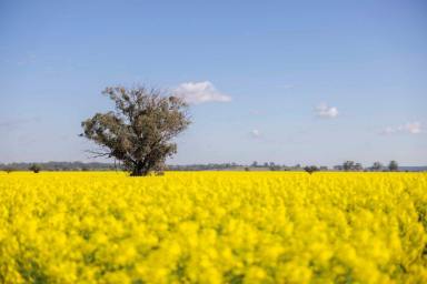 Farm For Sale - NSW - WILLALA - 2382 - The best mixed farm in the Boggabri District  (Image 2)