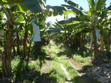 Farm For Sale - QLD - Walter Lever Estate - 4856 - BANANA FARM - 21.55 HA  (Image 2)