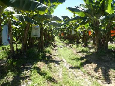 Farm For Sale - QLD - Walter Lever Estate - 4856 - BANANA FARM - 21.55 HA  (Image 2)