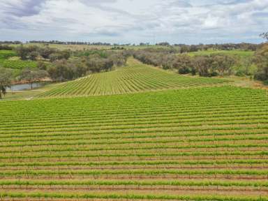 Farm For Sale - NSW - Young - 2594 - 90acs* On The Doorstep of Town With 3 Dwelling Entitlements + Vineyard  (Image 2)