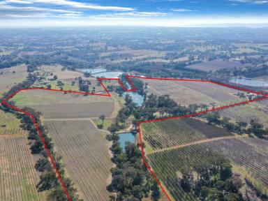 Farm For Sale - NSW - Young - 2594 - 90acs* On The Doorstep of Town With 3 Dwelling Entitlements + Vineyard  (Image 2)