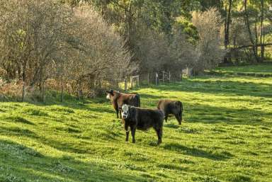 Farm For Sale - VIC - Warragul South - 3821 - OPPORTUNITY KNOCKS  (Image 2)